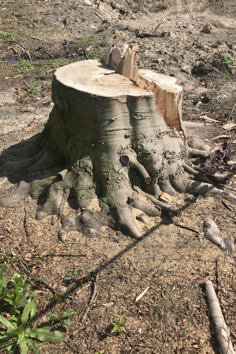 Alexandra Mein Freund Der Baum Text